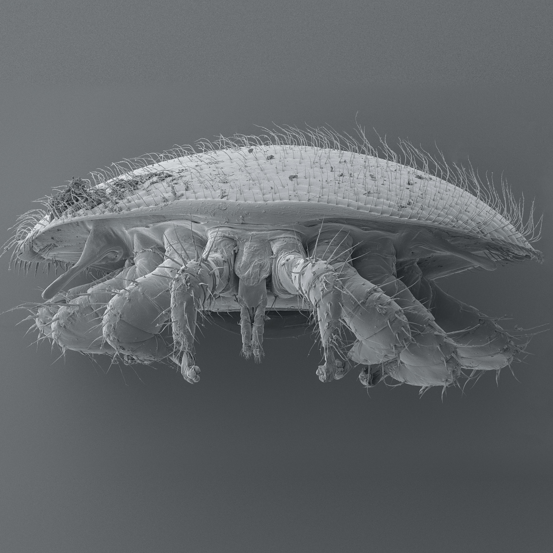 Varroa destructor, a bee parasite, under an electron scanning microscope at 55x magnification.