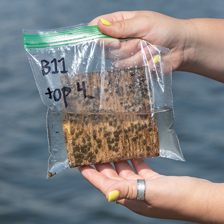 A 3D printed artificial reef panel collected from the Thames River shows marine invertebrate growth.