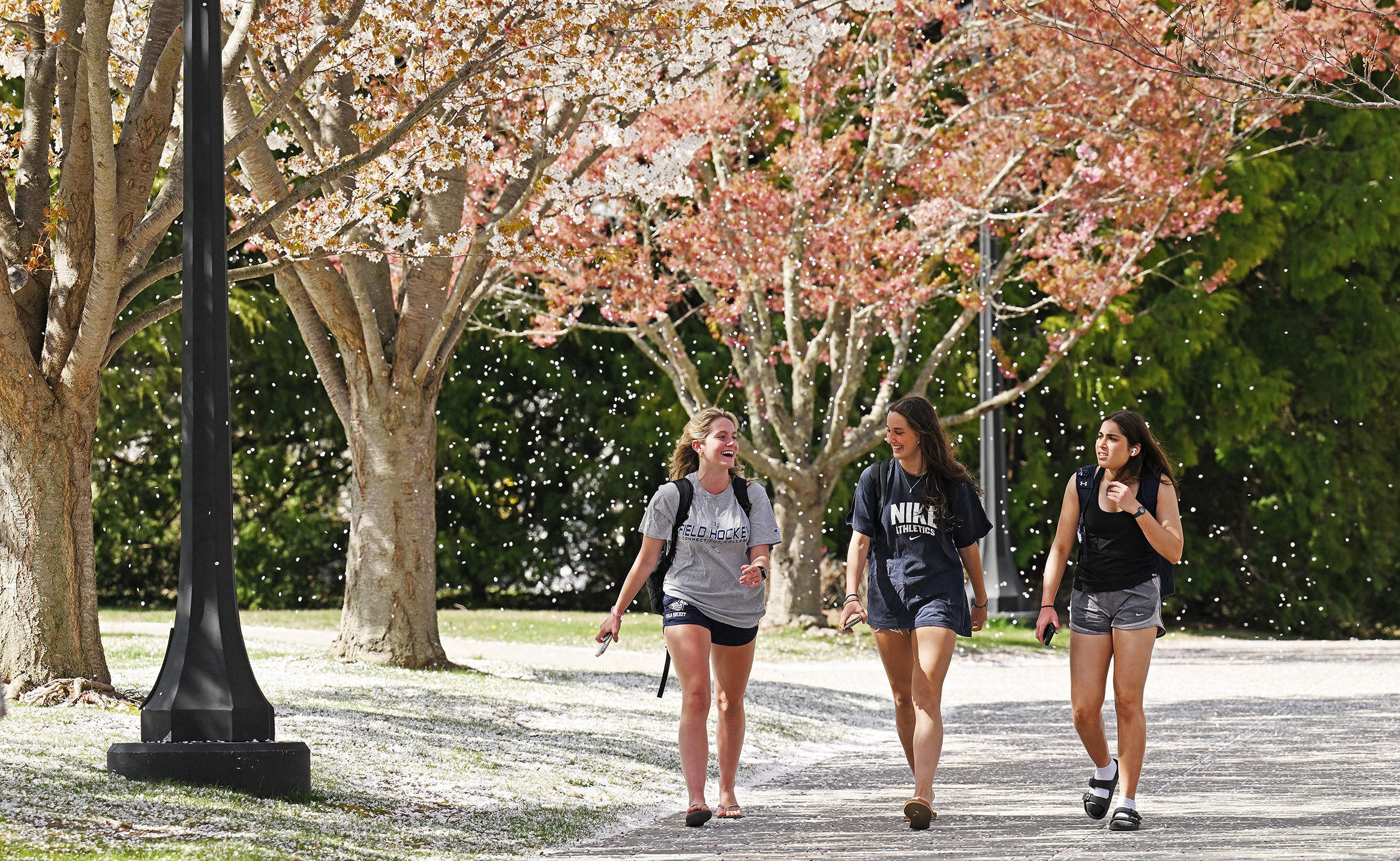 Three students walk along a path through a blizzard of cherry blossoms blown in the wind.