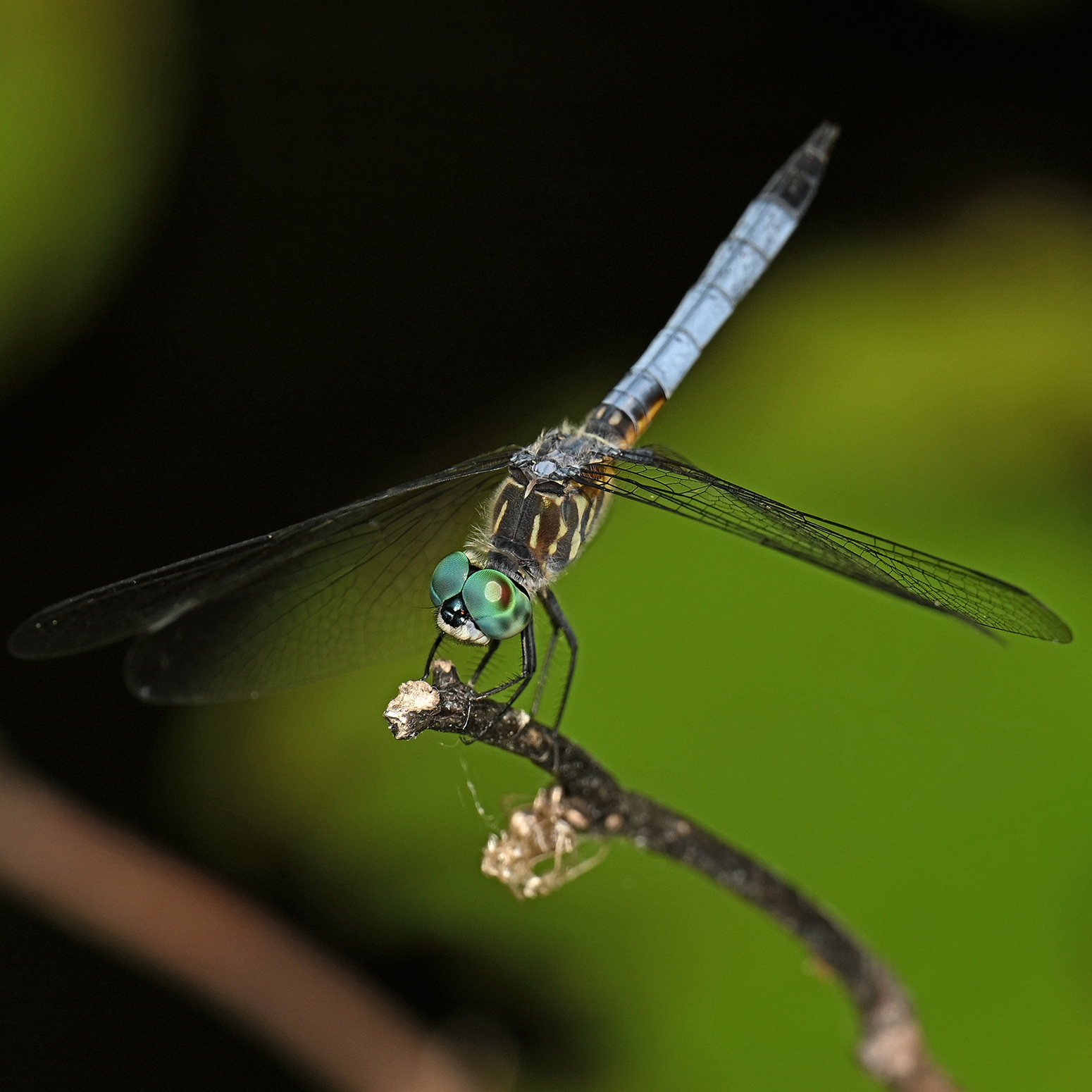 A blue dasher dragonfly alights on a small branch.